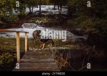 Animali nella foresta pluviale di Araucania Foto Stock