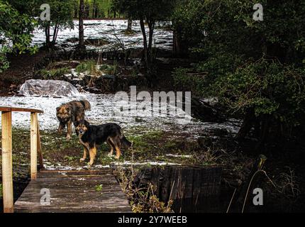 Animali nella foresta pluviale di Araucania Foto Stock