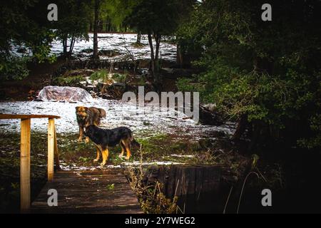 Animali nella foresta pluviale di Araucania Foto Stock