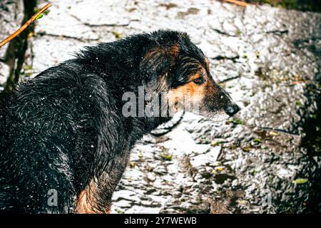 Animali nella foresta pluviale di Araucania Foto Stock