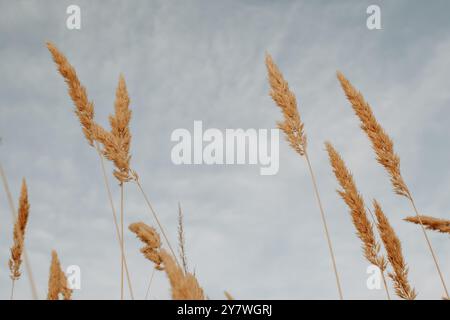 Leymus arenarius comunemente noto come ryegrass di sabbia, erba di lyme di mare, o semplicemente erba di lyme contro il cielo Foto Stock