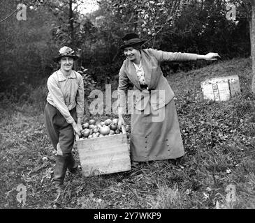 Raccolta di mele per la produzione di sidro a Whiteways nel Devon , Inghilterra 29 ottobre 1917 ©TopFoto Foto Stock