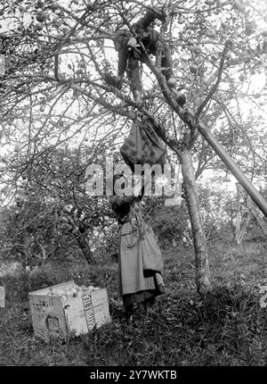 Raccolta di mele per la produzione di sidro a Whiteways nel Devon. 29 ottobre 1917 ©TopFoto Foto Stock