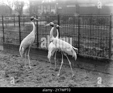 Sarus Crane in uno zoo , Inghilterra il 9 aprile 1923 ©TopFoto Foto Stock