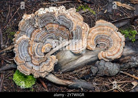 Primo piano del fungo di coda di tacchino (Trametes versicolor) - Brevard, North Carolina, Stati Uniti Foto Stock