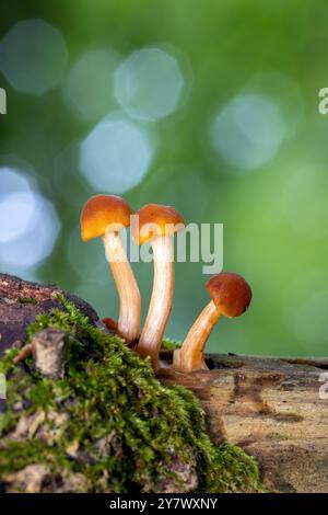 Immagine ravvicinata di tre piccoli funghi che crescono sul tronco - Brevard, North Carolina, USA Foto Stock