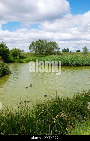 Chidham Catch Pond, Chidham, West Sussex Foto Stock