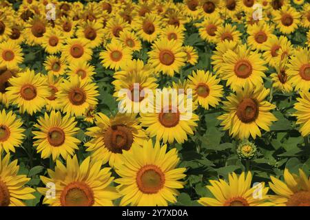 campo luminoso di girasoli gialli vibranti con centro arancio con foglie verde scuro in piena fioritura Foto Stock