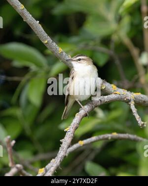 Sedge Warbler (Acrocephalus schoenobaenus) su salice di capra, Oare Marshes, Kent, Regno Unito. Foto Stock