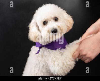 Donna che tiene le mani con le zampe di barboncino vista laterale isolata su sfondo nero Foto Stock