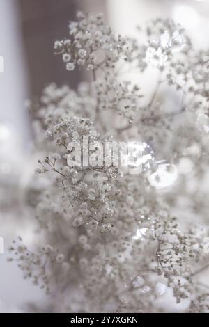 I Paesi Bassi, Babys Breath, fiori bianchi Foto Stock