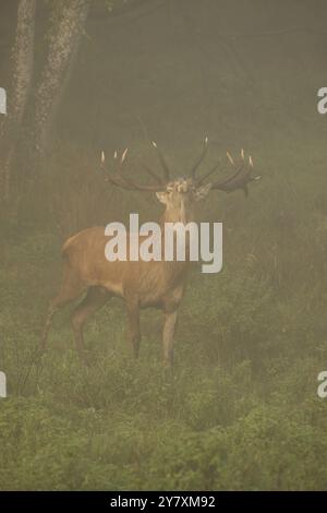 Cervo rosso (Cervus elaphus) Stag in fog during the rut, Allgaeu, Baviera, Germania, Allgaeu, Baviera, Germania, Europa Foto Stock