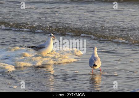 Rifiuti di plastica sulla spiaggia del Mar Baltico, settembre, Germania, Europa Foto Stock