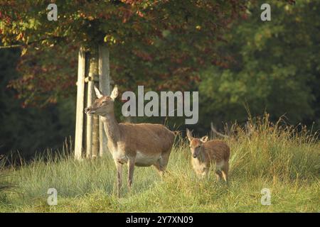 Cervo (Cervus elaphus) femmina con vitello durante il rut, Allgaeu, Baviera, Germania, Allgaeu, Baviera, Germania, Europa Foto Stock