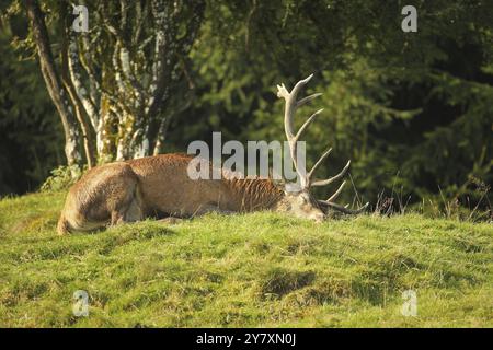 Cervo (Cervus elaphus) dormiva in un sonno profondo di 10 minuti durante il rut, Allgaeu, Baviera, Germania, Allgaeu, Baviera, Germania, Europa Foto Stock