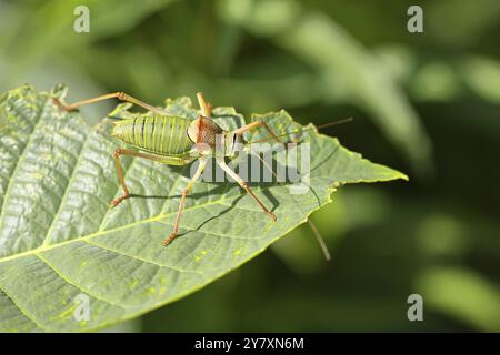 Cavalletta steppa, cavalletta steppa (Ephippiger ephippiger), maschio, cavalletta a punta lunga, Lista Rossa della Germania, specie di con speciale Foto Stock