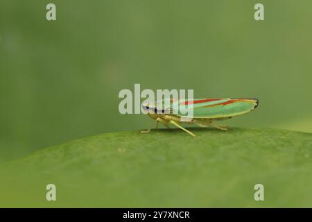 Rhododendron cicada (Graphocephala fennahi) seduta su una foglia di rododendro (Rhododendron), Wilnsdorf, Renania settentrionale-Vestfalia, Germania, Europa Foto Stock