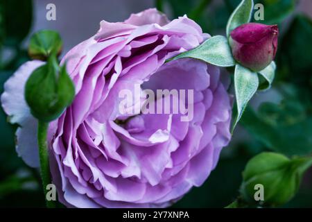 Rosen tantau ghiaccio alla lavanda in piena fioritura tra foglie verdi fresche su un cespuglio di rose in primavera o in estate giardino formale. Fiori di lilla che crescono nel rosario. Foto Stock