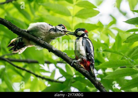 Due picchi arroccati su un ramo immerso nel verde lussureggiante. Genitore che dà da mangiare al figlio. Foto Stock