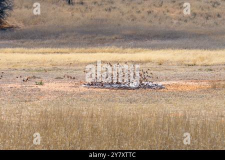 Stormo di uccelli che volano e bevono acqua in una pozza d'acqua nel Kgalagadi Transborder Park, Sudafrica Foto Stock