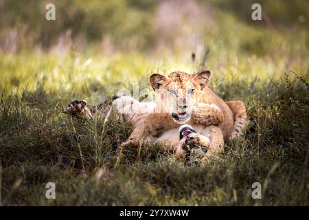 Cuccioli di leone, riserva naturale di Taita Hills, Tsavo East, Kenya, Africa Foto Stock