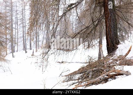 Larice in inverno (Larix decidua) con neve Foto Stock