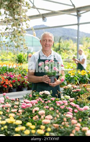 Ritratto di un fiorista anziano in grembiule con rose in vaso in mano Foto Stock