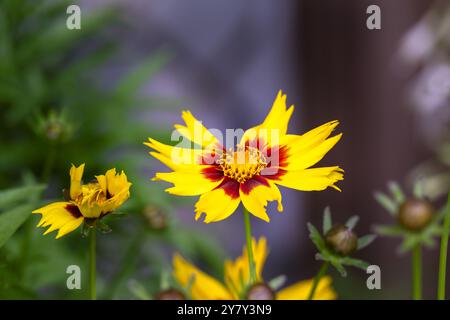 Bellissimo fiore giallo e marrone di coreopsis o semi di zecche in estate, da vicino Foto Stock