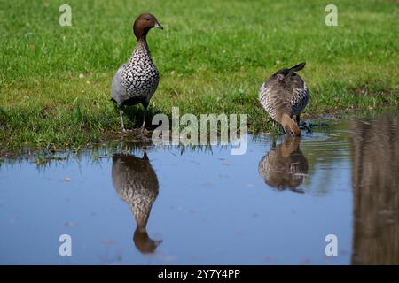 Anatra australiana maschio in piedi sull'erba accanto a una pozzanghera, in un parco, mentre un uccello femmina si tuffa nella testa nell'acqua accanto ad essa Foto Stock