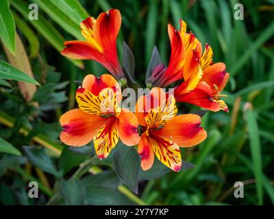 Chenies Manor Garden a settembre; vivace Alstroemeria 'Indian Summer' di colore rosso fiamma e arancione, Giglio peruviano al confine meridionale con le piante. Foto Stock