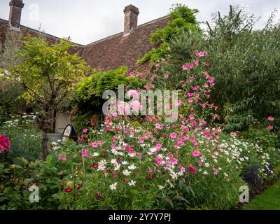 Chenies Manor Garden a settembre; graziose piante di tabacco rosa con marguerite bianche al confine con le piante; fogliame di glicine nel vecchio edificio. Foto Stock