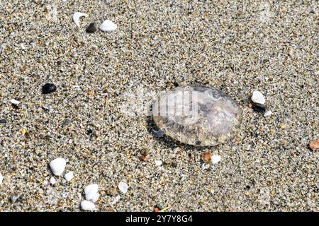 Meduse spiaggiate sul bordo dell'acqua sabbiosa, Liguria, Italia Foto Stock