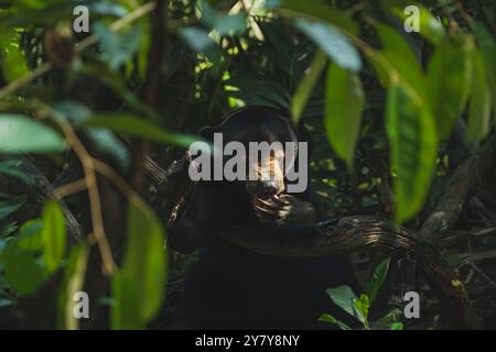 Un orso del sole Borneo sotto la luce del sole. La faccia dell'orso è visibile mentre lecca la zampa. Foto Stock