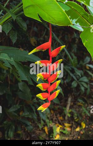 Un primo piano di uno splendido fiore di Heliconia, che mostra i suoi vibranti bratti rossi e gialli. Il fiore è appeso graziosamente a una pianta in una lussureggiante foresta pluviale Foto Stock