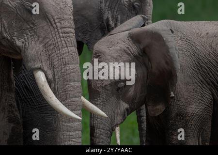 Elefanti africani Kenya Africa orientale Maasai Mara e Amboseli N.P. Foto Stock