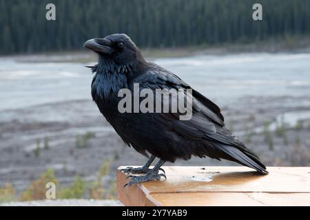 Common Raven seduto a lato della Icefields Parkway nelle Montagne Rocciose canadesi nel Jasper National Park in Alberta in Canada Foto Stock