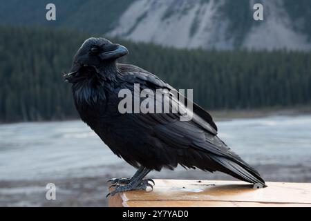 Common Raven seduto a lato della Icefields Parkway nelle Montagne Rocciose canadesi nel Jasper National Park in Alberta in Canada Foto Stock