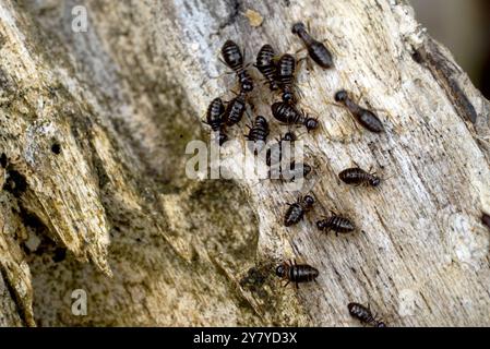 Termite, termiti mangiare il legno come un animale in casa Foto Stock