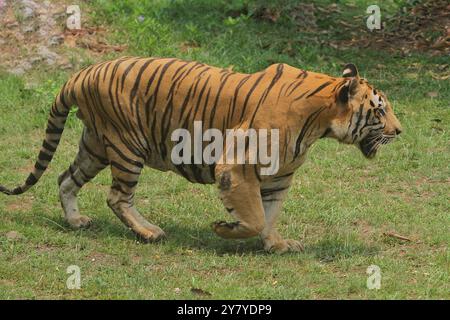 Una tigre del Bengala cammina nell'erba a mezzogiorno Foto Stock