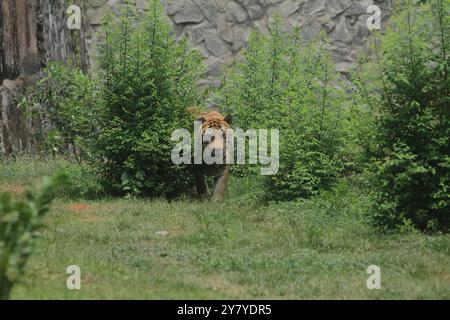 Una tigre del Bengala cammina tra i cespugli durante il giorno Foto Stock