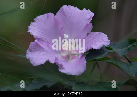 Primo piano di un bellissimo fiore di ibisco rosa, una pianta che appartiene alla famiglia dei mallow. Foto Stock