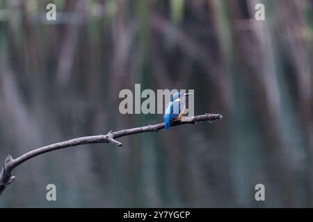 Un Kingfisher eurasiatico o comune (Alcedo atthis) arroccato su un ramoscello sotto la pioggia sopra un lago in un parco a Kanagawa, in Giappone. Foto Stock