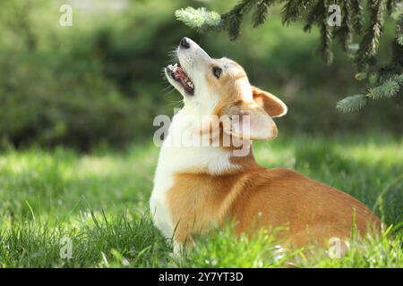 Grazioso corgi gallese pembroke che cammina nel parco estivo Foto Stock