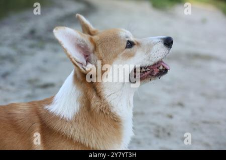 Grazioso corgi gallese pembroke che cammina nel parco estivo Foto Stock