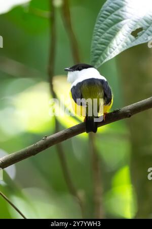 Manakin (Manacus candei) dal collo bianco della Costa Rica Foto Stock