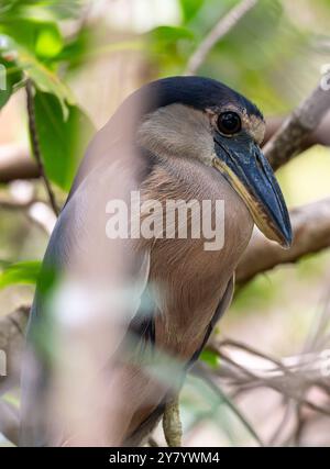 Heron (Cochlearius cochlearius) della Costa Rica con fattura in barca Foto Stock