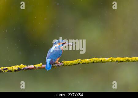 Comune kingfisher Alcedo atthis, maschio immaturo appollaiato su ramo coperto di lichene con Gasterosteus aculeatus stickleatus a tre spinte, preda di becco Foto Stock