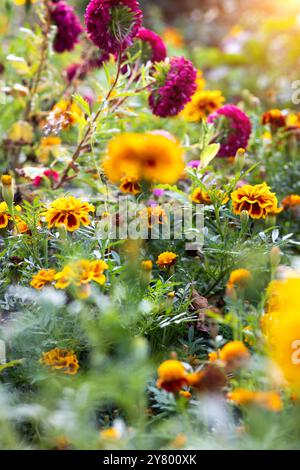 I fiori di tagete di calendula d'arancia crescono nel giardino su aiuole nelle soleggiate giornate estive. Concetto di giardinaggio, floricoltura, coltivazione di fiori fatti in casa Foto Stock