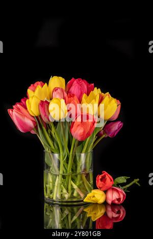 Grande bouquet colorato di tulipani in un grande vaso di vetro di fronte a sfondo nero Foto Stock