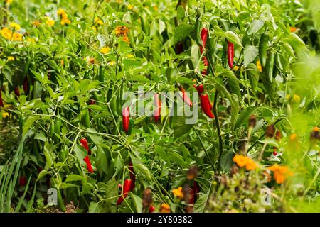 Piante di pepe rosso e verde, in giardino. Pronti per essere scelti. Peperoni Serrano. ingrediente delicato. Fresco dal giardino. Foto Stock